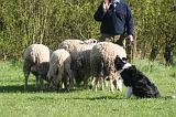 BORDER COLLIE - MOUTONS 106